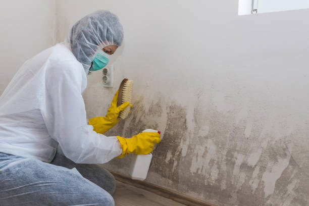 Best Emergency Mold Remediation  in Silver Lake, NC