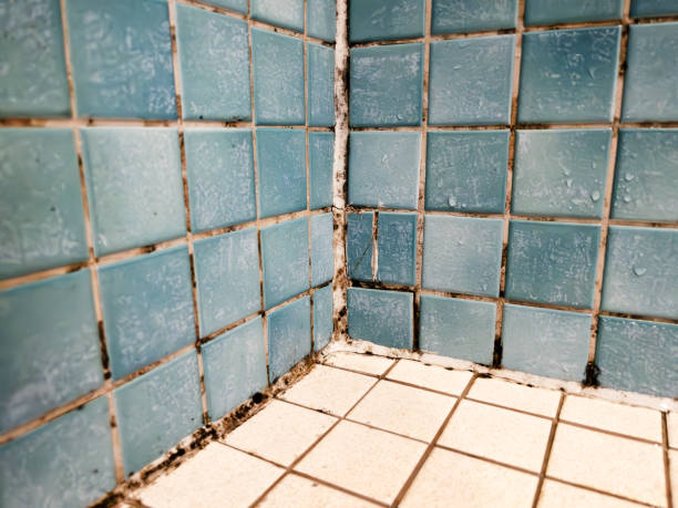 Best Industrial Mold Remediation  in Silver Lake, NC