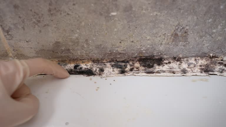 Biohazard Mold Removal in Silver Lake, NC